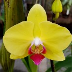 Phalaenopsis Lioulin Golden Beauty B S